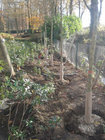 Aanplanten en verplanten van bomen - Boomverzorging Len Etienne